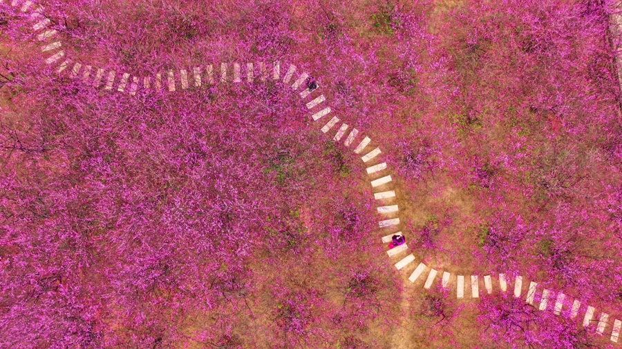 乐竞(中国)：梅花次第开 枝头春意闹 
