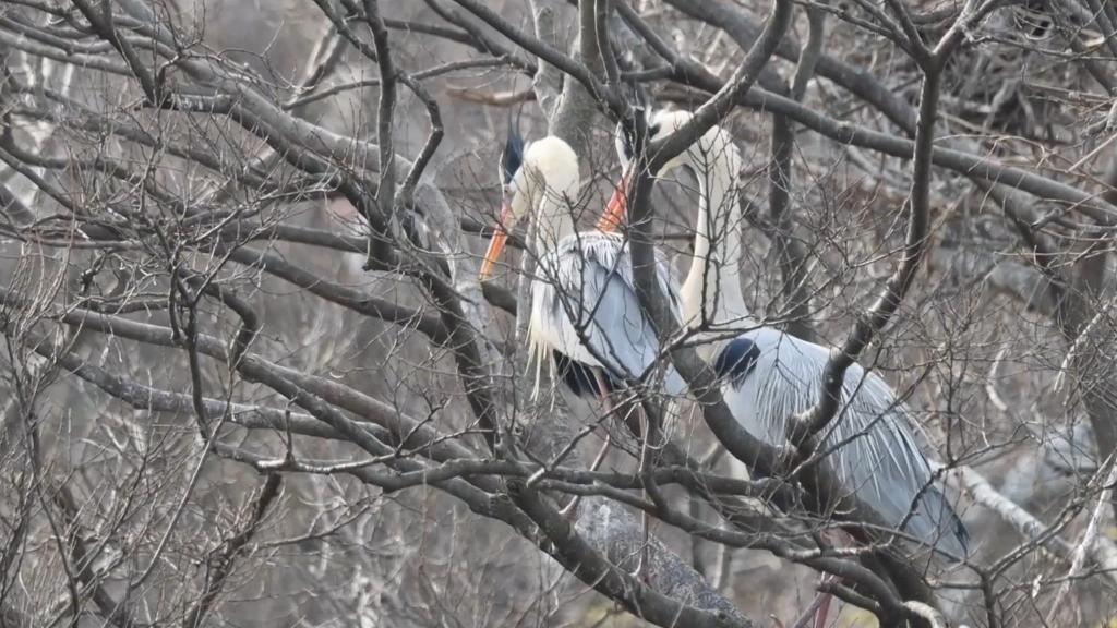 乐竞(中国)都昌：苍鹭筑巢迎春来